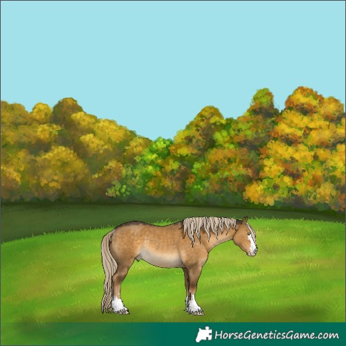 Horse Color:Chocolate Palomino Dun Mushroom Rabicano 