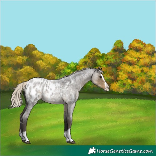 Horse Color:White Spotted Silver Smoky Blue Roan Splash Appaloosa