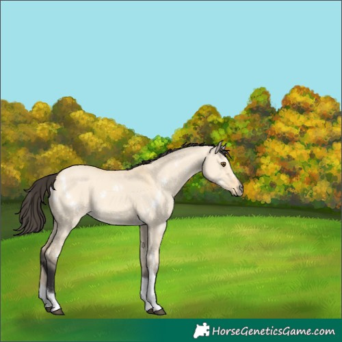 Horse Color:White Spotted Buckskin Dun Tobiano
