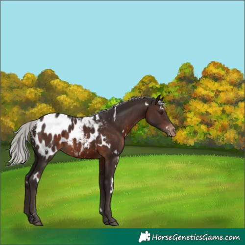 Horse Color:White Spotted Silver Brown Appaloosa
