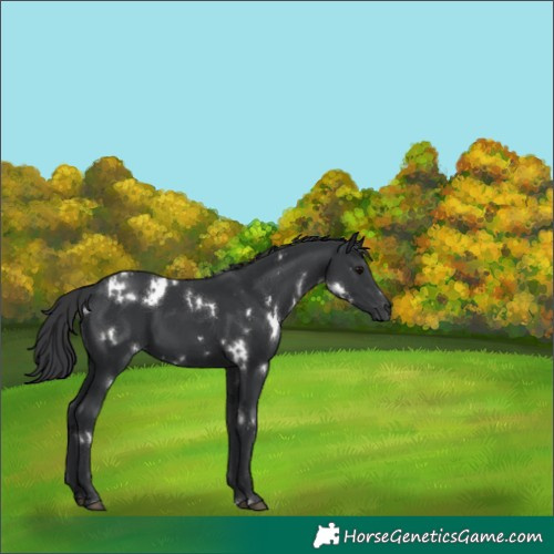 Horse Color:White Spotted Black