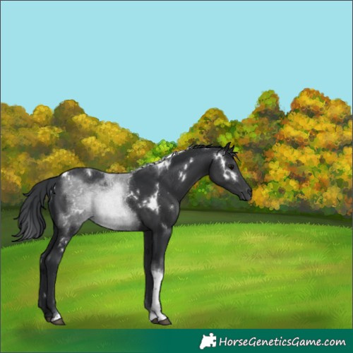Horse Color:White Spotted Black Tobiano
