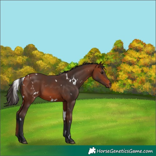 Horse Color:White Spotted Bay