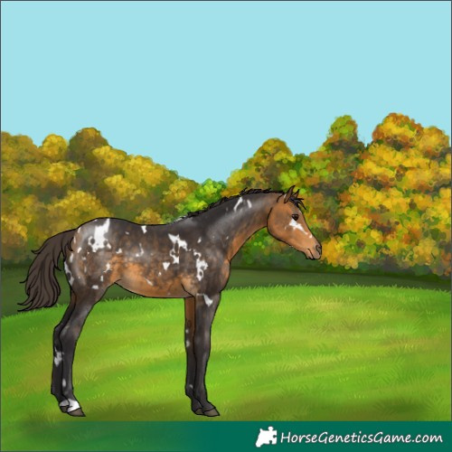 Horse Color:White Spotted Buckskin 