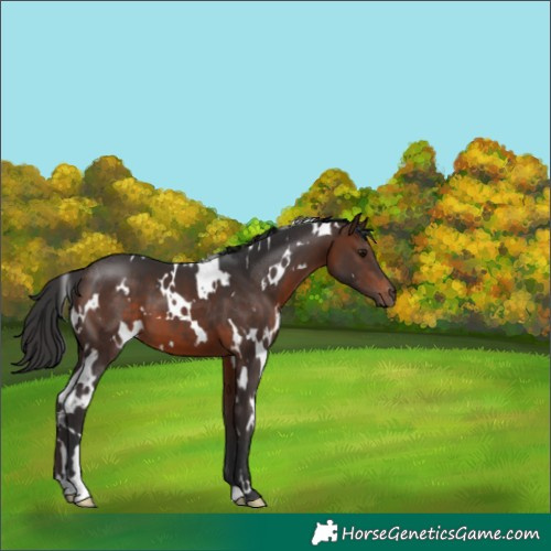 Horse Color:White Spotted Brown