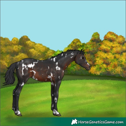 Horse Color:White Spotted Brown