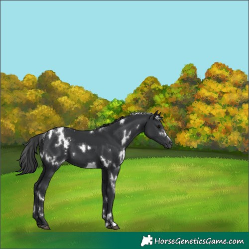 Horse Color:White Spotted Black