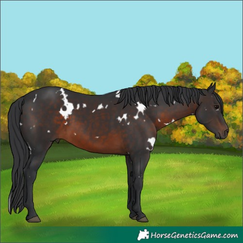 Horse Color:White Spotted Brown