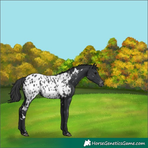 Horse Color:White Spotted Black Appaloosa