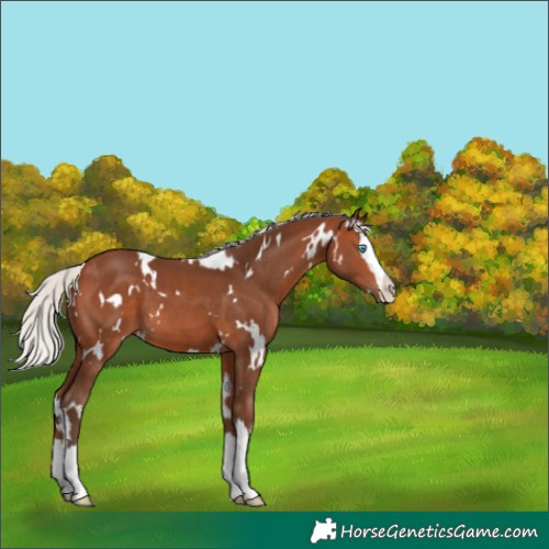 Horse Color:White Spotted Silver Brown Splash 