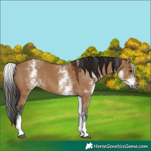 Horse Color:Gray White Spotted Bay Dun Rabicano