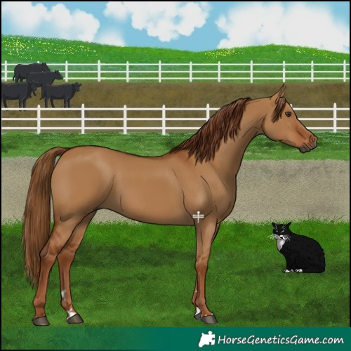 Horse Color:Gray Red Dun