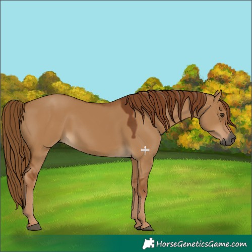 Horse Color:Gray Red Dun 