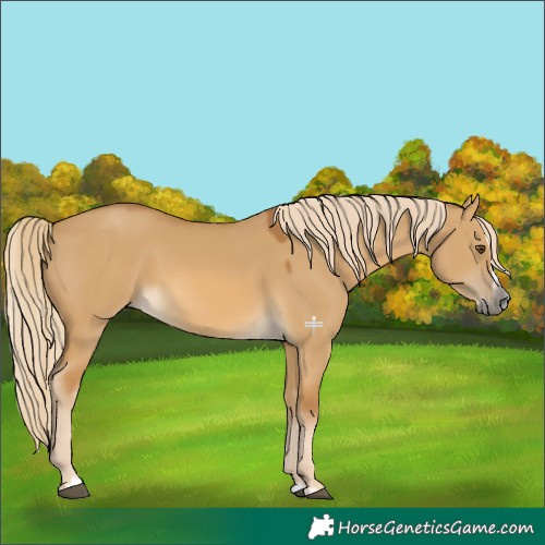 Horse Color:Gray Palomino Dun Splash