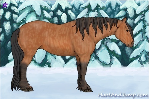 Horse Color:Bay  Brindle
