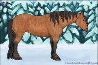 Horse Color:Bay  Brindle