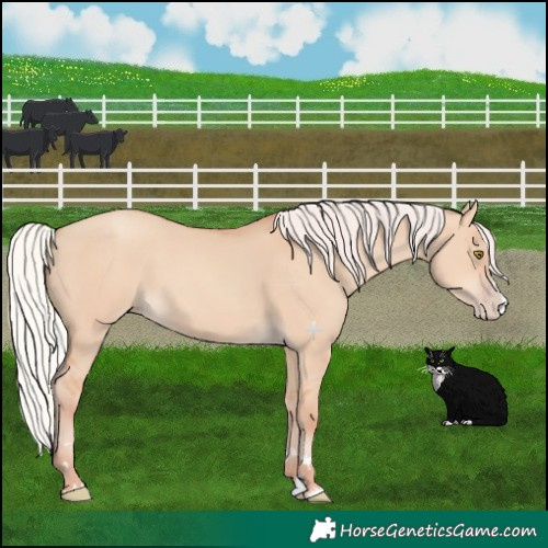 Horse Color:Silver Classic Champagne Dun Splash