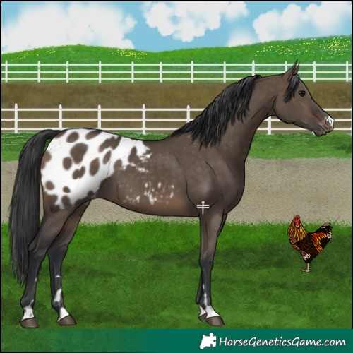 Horse Color:Brown Dun Appaloosa