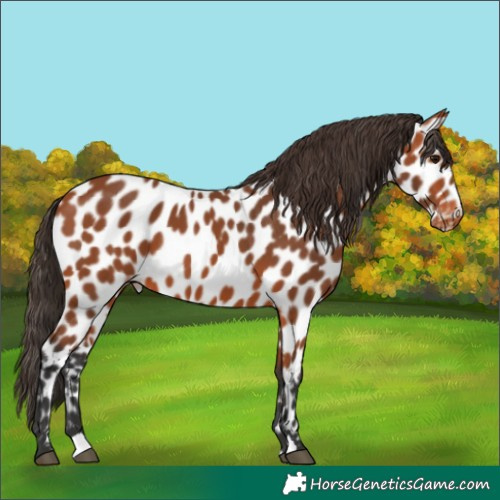 Horse Color:Unknown 