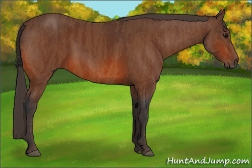 Horse Color:Bay  Brindle