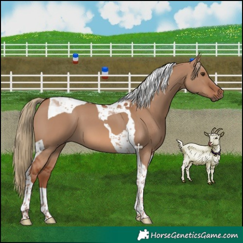Horse Color:Red Dun Tobiano 