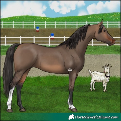 Horse Color:Bay Dun Tobiano 