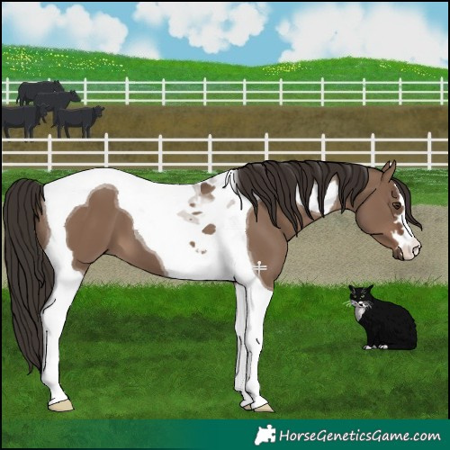 Horse Color:Liver Red Dun Tobiano 