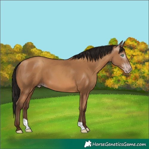 Horse Color:Gray Amber Champagne