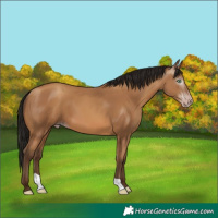 Horse Color:Gray Amber Champagne