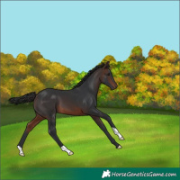 Horse Color:Brown 