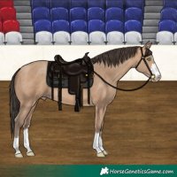 Horse Color:Amber Champagne 