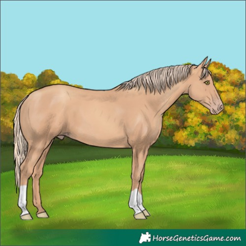 Horse Color:Gold Champagne