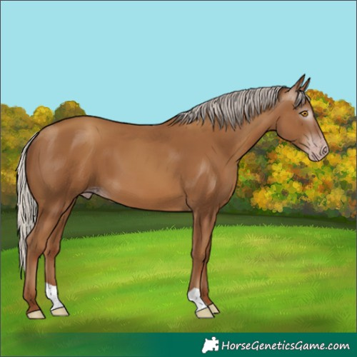 Horse Color:Gray Silver Classic Champagne 