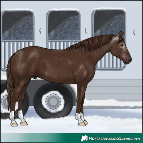 Horse Color:Gray Chestnut 