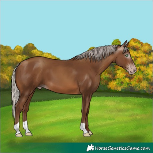 Horse Color:Gray Silver Sable Champagne 