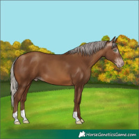 Horse Color:Gray Silver Sable Champagne