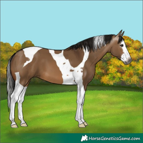 Horse Color:Gray Bay Dun Splash Tobiano