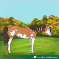 Horse Color:Bay Splash Frame 