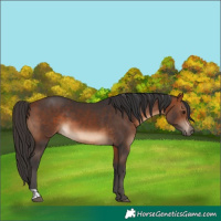 Horse Color:Bay  and Brown 