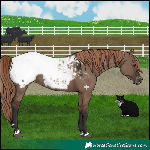Horse Color:Liver Red Dun Appaloosa