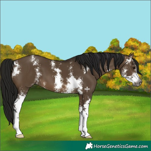 Horse Color:Gray Bay Dun Sabino