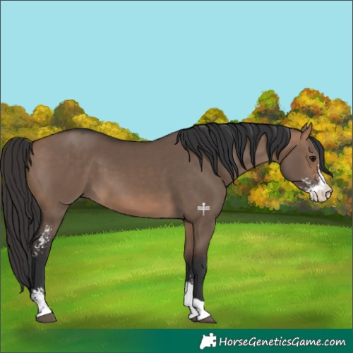 Horse Color:Bay Dun Sabino