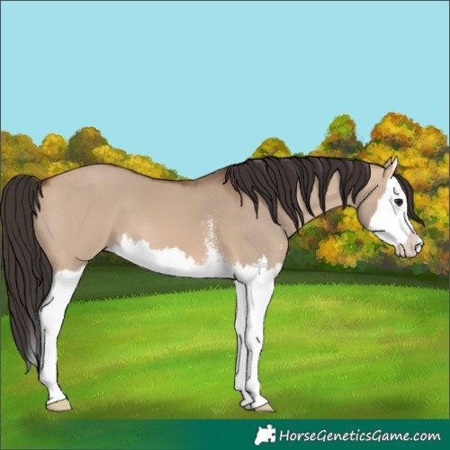 Horse Color:Bay Dun Sabino Splash 