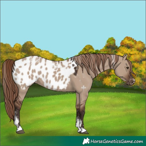 Horse Color:Powder White Liver Red Dun Appaloosa 