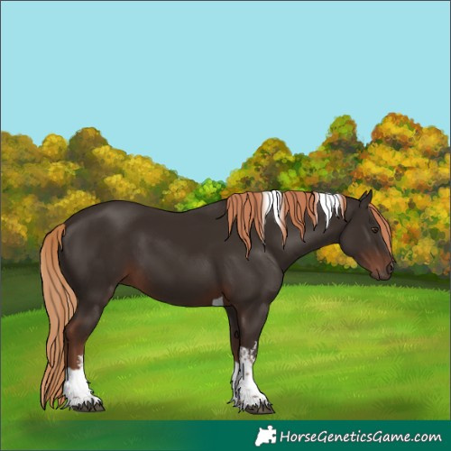 Horse Color:White Spotted Liver Chestnut Tobiano 