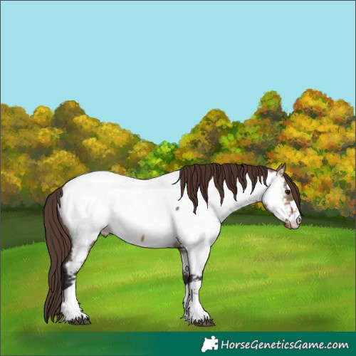 Horse Color:Bay Dun Mushroom Appaloosa 