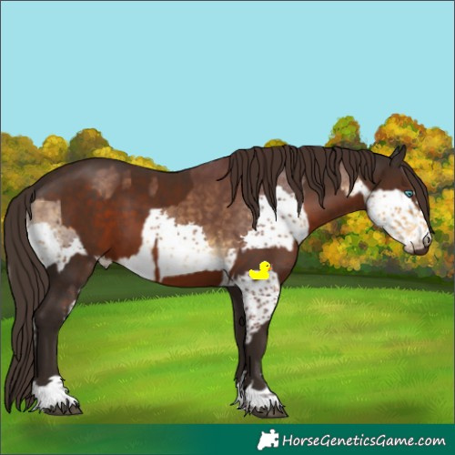 Horse Color:Chocolate Buckskin Splash and Liver Chestnut