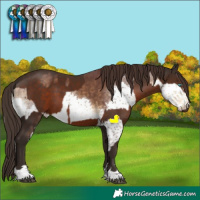 Horse Color:Chocolate Buckskin Splash  and Liver Chestnut 