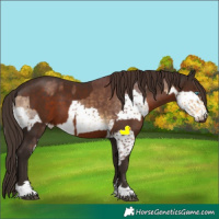 Horse Color:Chocolate Buckskin Splash  and Liver Chestnut 
