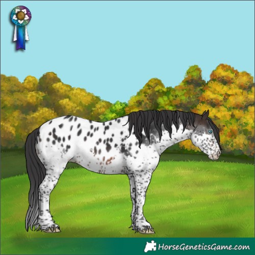Horse Color:White Spotted Brown Mushroom Splash Appaloosa